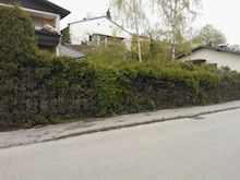 Hecke entfernen