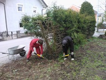 Hecke entfernen